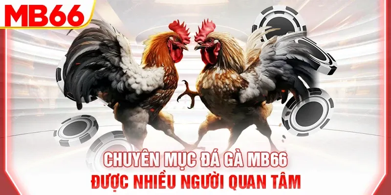 Chuyên mục đá gà MB66 được nhiều người quan tâm