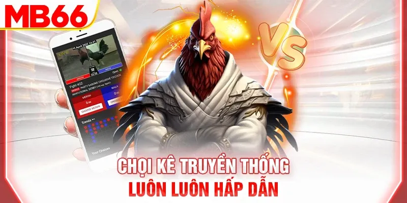 Chọi kê truyền thống luôn luôn hấp dẫn