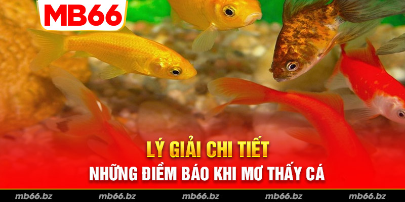 Những trường hợp mơ thấy con cá và ý nghĩa xoay quanh