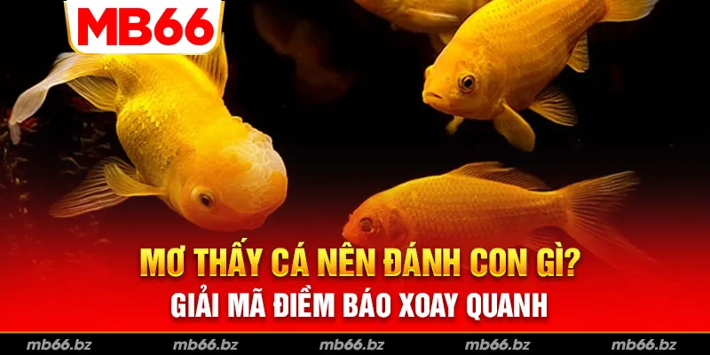 Mơ Thấy Cá Nên Đánh Con Gì? Giải Mã Điềm Báo Xoay Quanh