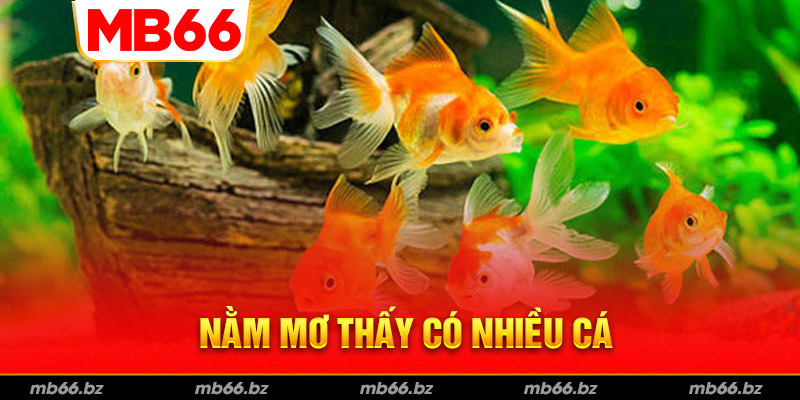 Nằm mơ thấy nhiều cá thì sao?