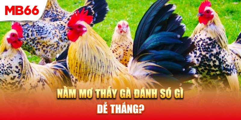 Những con số bật mí khi bạn mơ thấy gà