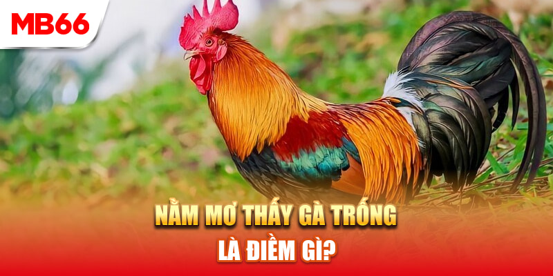 Ngủ mơ thấy gà trống là điềm gì?
