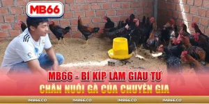 MB66 – Bí Kíp Làm Giàu Từ Chăn Nuôi Gà Của Chuyên Gia
