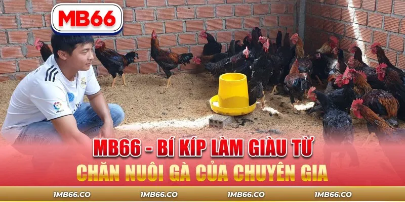 MB66 – Bí Kíp Làm Giàu Từ Chăn Nuôi Gà Của Chuyên Gia