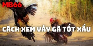 Điểm Danh Cách Xem Vảy Gà Tốt Xấu Mới Nhất Sư Kê Cần Biết