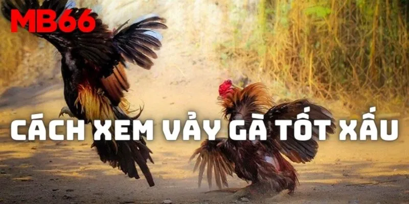 Điểm Danh Cách Xem Vảy Gà Tốt Xấu Mới Nhất Sư Kê Cần Biết