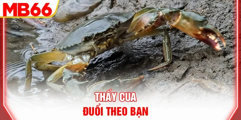 Thấy cua đuổi theo bạn