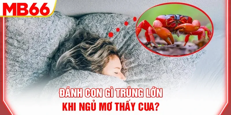 Đánh con gì trúng lớn khi ngủ mơ thấy cua?
